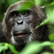 Planet Earth Season 1, $10 | Life Season 1, $10 | Frozen Planet Season 1, $10